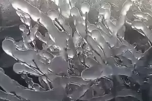 Arndanos congelados en Alijiln: el impactante video