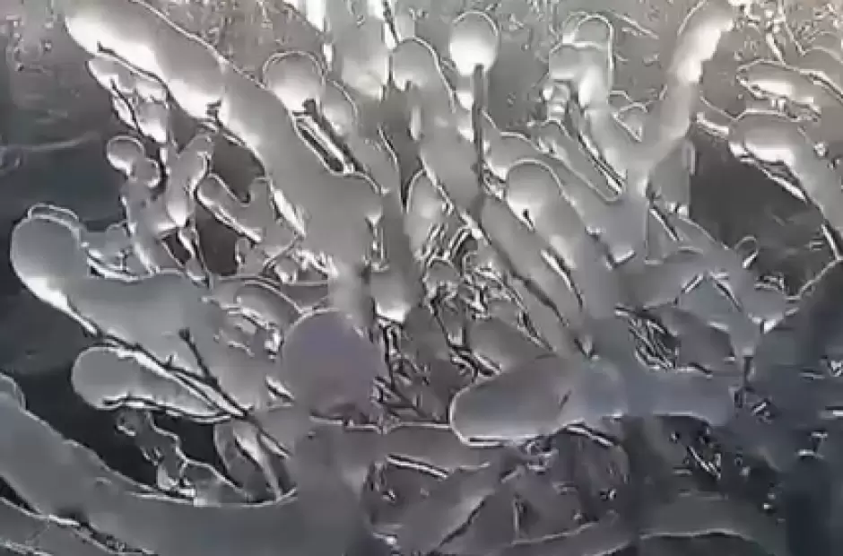 Captura de video de Alijilan