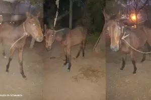 Polic�as secuestran animales sueltos en la zona sur de la Capital