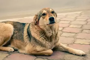 Cmo se despiden los perros de sus dueos y cmo reconocer cuando se siente mal