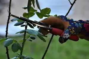 Estos son los rboles que hay que podar en septiembre para que den ms frutos