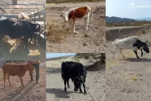 Secuestraron animales sueltos en Andalgal�