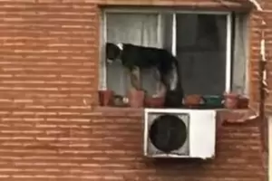 Indignante: denunciaron a una mujer que dejaba a su perro fuera de la ventana de un edificio por varias horas