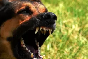 Una sexagenaria fue mordida por un perro y termin en el hospital