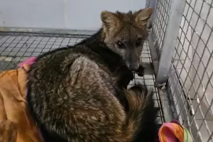 Liberan a una zorra del monte que haba sido atropellada