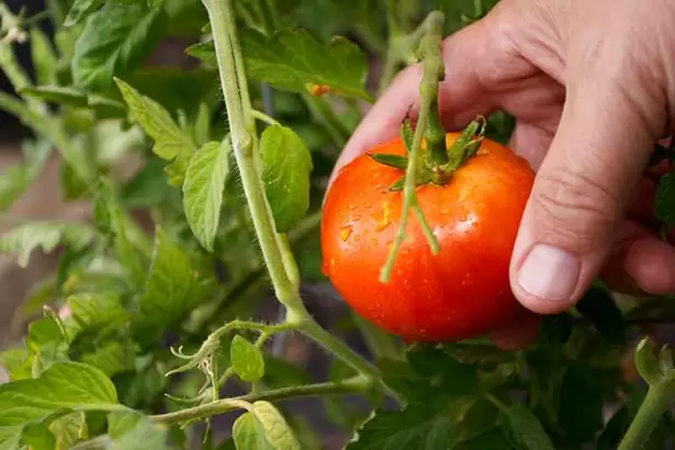 Ni papel film ni aluminio: c�mo hay que guardar el tomate para que dure firme y fresco por m�s tiempo