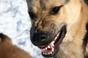 Pelea de vecinos por la agresin de un perro