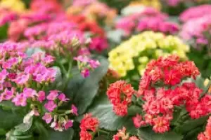 Las cinco plantas que no hay que podar en septiembre