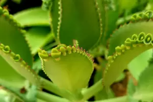 �Cu�l es la planta de interior que siempre florece y es muy resistente?