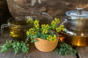 Estos son los rituales con ruda del 1 de agosto 2024 para atraer dinero y amor