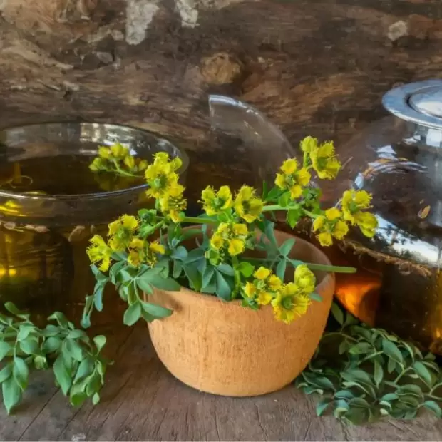 Ca�a con ruda: por qu� se toma el 1� de agosto y qu� significa este ritual ancestral