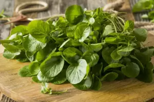 La verdura que no puede faltar en tu dieta si quers cuidar tus huesos