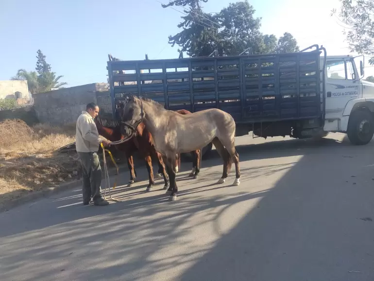 animales sueltos en la v�a p�blica