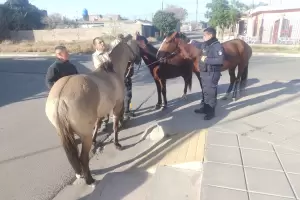 Secuestran animales sueltos en la zona sur de la Capital