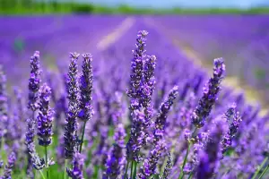 Cules son las 3 plantas que iluminan tu jardn durante la noche y son resistentes al calor