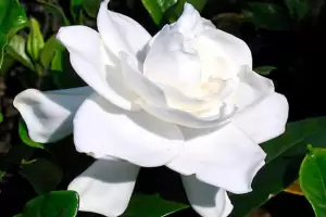 Cul es la planta que crece rpido y llena tu casa de aroma y flores todo el ao