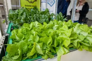 La hidroponia: el cultivo orgnico que crece en el mercado del consumo local