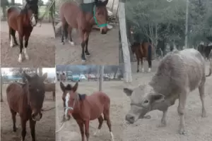 Secuestran diez animales sueltos en la Capital