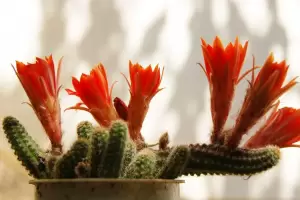 Este es el truco casero y definitivo para hacer que los cactus florezcan