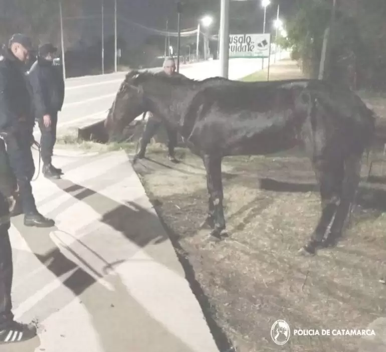 Policías rescataron a un caballo de un canal de riego en Valle Viejo