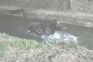 Policas rescataron a un caballo de un canal de riego en Valle Viejo
