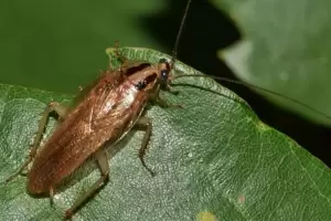 Adis a las cucarachas: la planta que tens que tener en casa y las ahuyenta