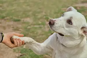 Qu significa que te siga un perro callejero