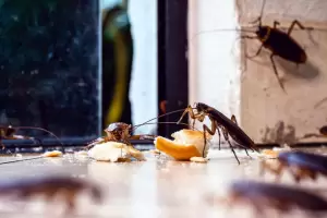 El  truco casero y viral para eliminar las cucarachas del hogar definitivamente