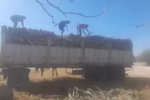 Secuestraron 25 toneladas de lea en La Paz