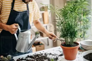 Reviv las plantas de tu jardn con estos tres trucos infalibles