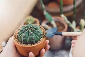 Cul es el truco para reproducir cactus con esquejes de forma fcil