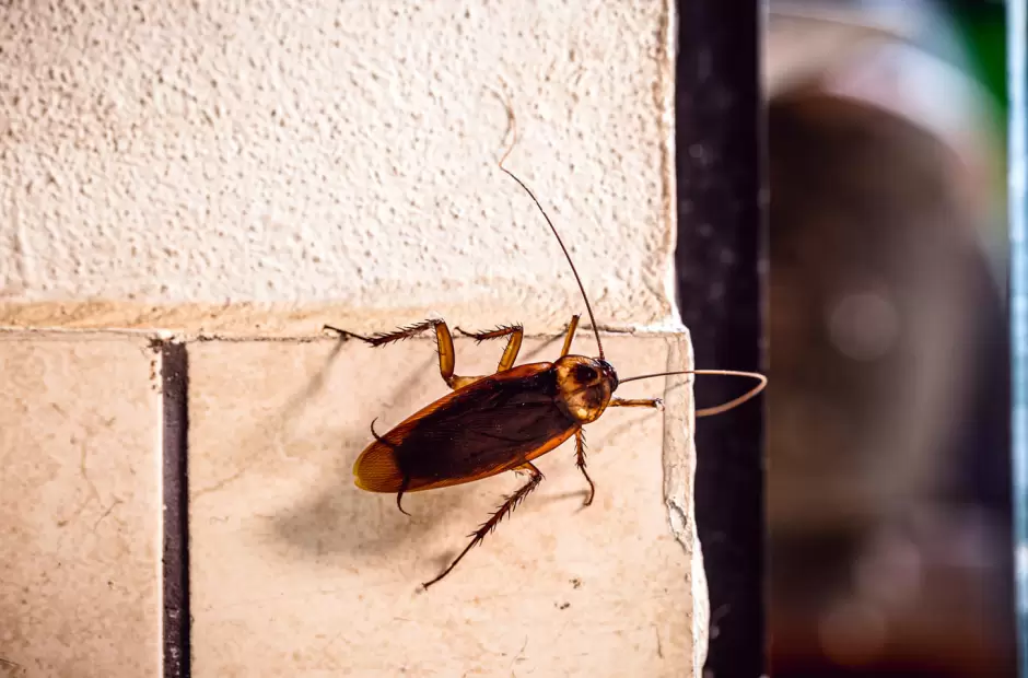 Say Goodbye to Cockroaches: The Ultimate Guide to a Pest-Free Home