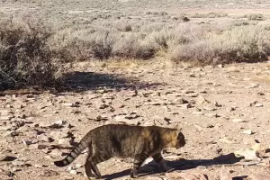 Curioso: en Chubut estudian una poblacin de gatos que vive aislada del ser humano