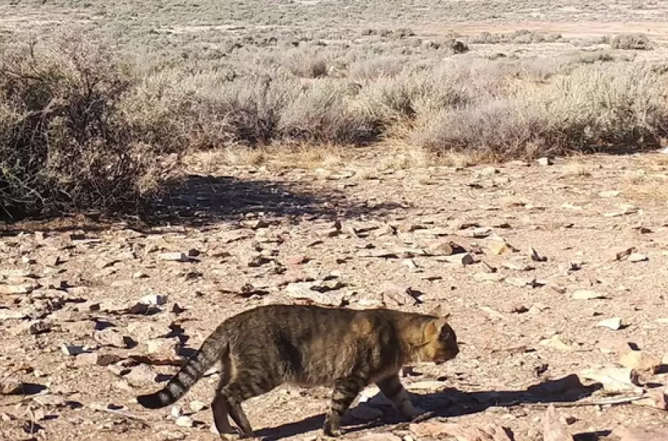 Gatos en Chubut