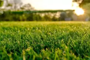 Cmo hacer para revivir el csped seco en simples pasos?