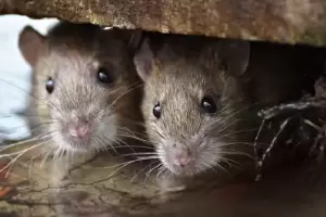 El increble truco para eliminar las ratas del hogar sin utilizar veneno