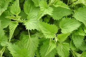 Cul es la planta medicinal que fortalece el cabello, ayuda al crecimiento y lo hidrata al instante