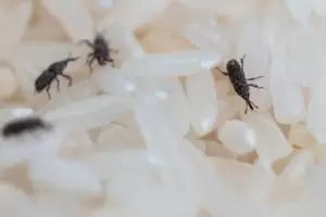 Paso a Paso: Cmo pods eliminar los gorgojos de las alacenas con solo 2 ingredientes?