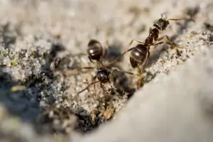 Cules son los mejores trucos caseros para evitar que las hormigas negras daen la madera