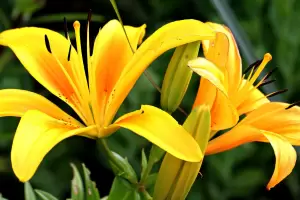 Cul es la mejor poca del ao para sembrar un lirios en tu jardn, segn los expertos