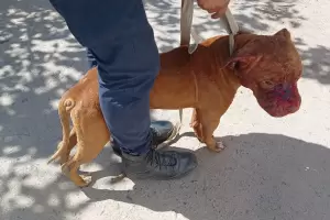 Incidentes en un barrio por un perro agresivo