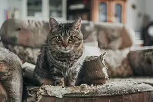 Qu revela de vos que no te gusten los gatos, segn la psicologa