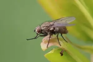 Cmo ahuyentar a las moscas del hogar con este simple truco casero