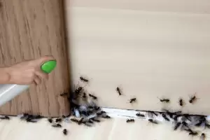 Truco para eliminar las hormigas con solo 3 ingredientes