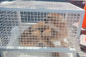 Conmocin en Fiambal: encontraron un cachorro de puma