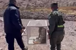 Liberaron al puma encontrado en una casa de Fiambal