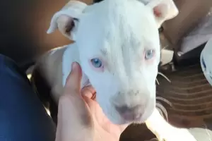 Recuperan una mascota sustrada en Valle Viejo