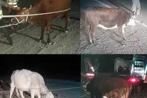 Secuestraron nueve animales sueltos