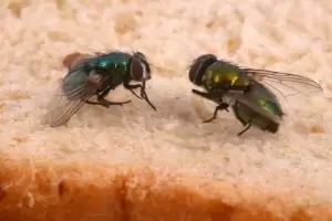 Trucos caseros y definitivos para eliminar las moscas de tu hogar