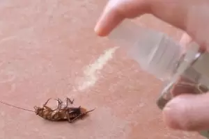 Cmo hacer un repelente casero para espantar a las cucarachas del hogar?